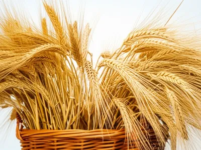 Illustration plenty - Image 1