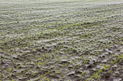 Illustration ashes - Image 1