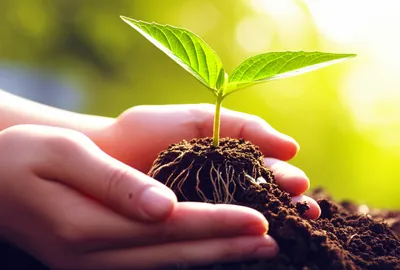 Illustration nurturing