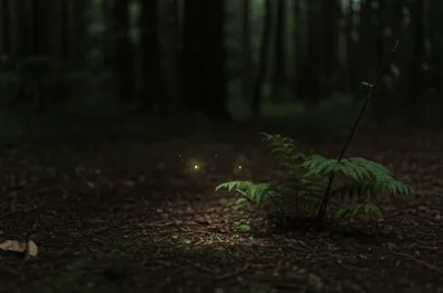 Illustration glimmer