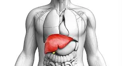 Illustration liver - Image 2