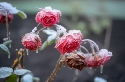 Illustration souring - Image 1