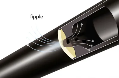 Illustration labia - Image 1