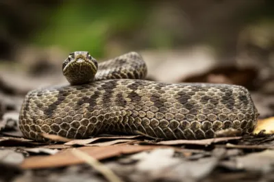 Illustration adders - Image 2