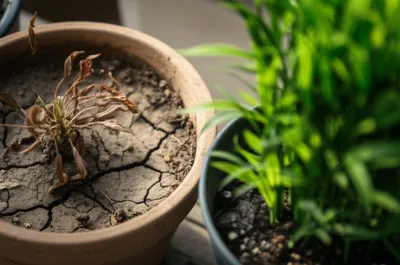 Illustration dissatisfaction - Image 1