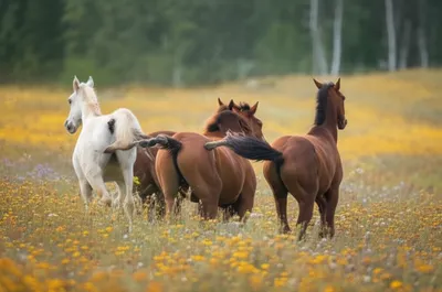 Illustration horse - Image 1