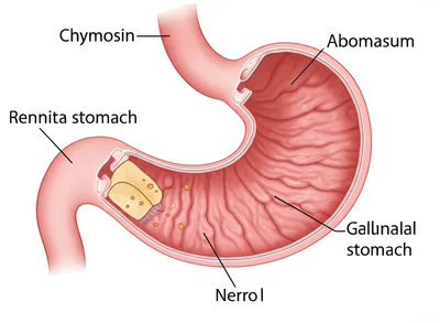 Illustration reeds - Image 1