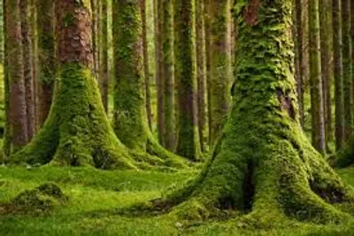 Illustration moss - Image 2