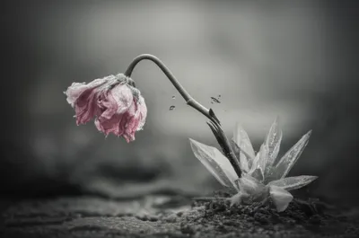 Illustration cutting - Image 1