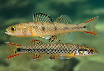 Illustration ruffe - Image 1