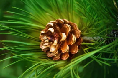 Illustration pineal - Image 1