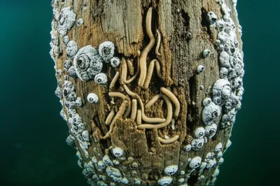 Illustration woodworm - Image 1