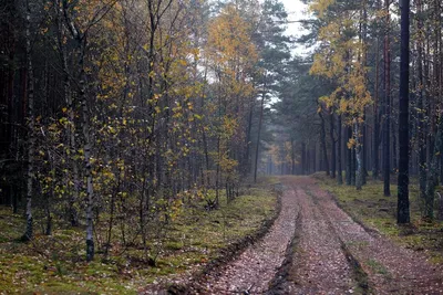 Illustration ruts - Image 2