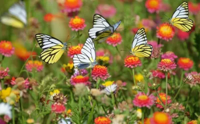 Illustration gulls - Image 1