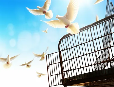 Illustration releases