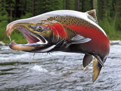 Illustration gib - Image 1