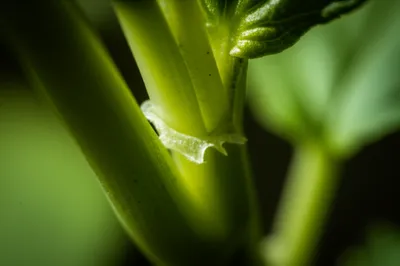 Illustration ligules - Image 1