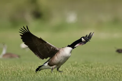 Illustration honker - Image 1