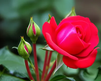 Illustration blooming - Image 1