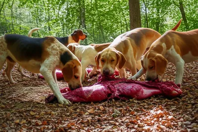 Illustration quarries - Image 1