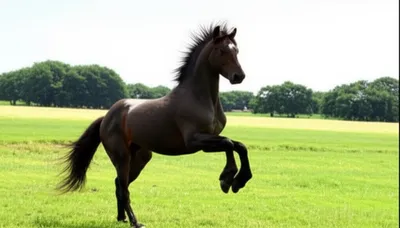 Illustration reared - Image 1