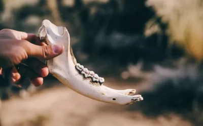 Illustration jawbone - Image 1