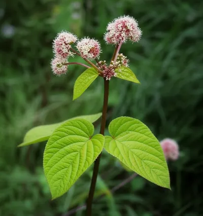 Illustration clover - Image 1