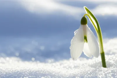 Illustration thawed - Image 1