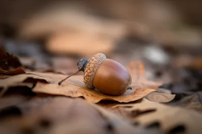 Illustration acorn - Image 1