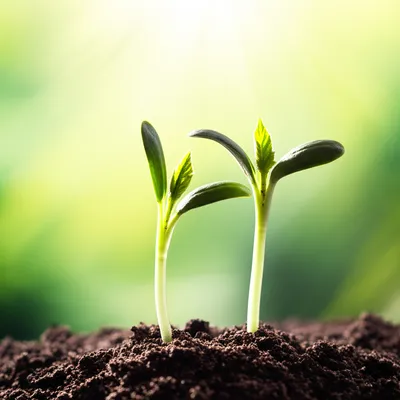 Illustration twining - Image 1