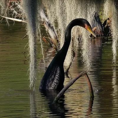 Illustration anhinga - Image 2