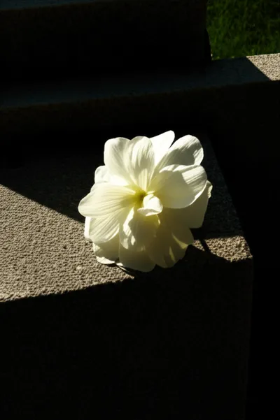 Illustration sacrificial - Image 1