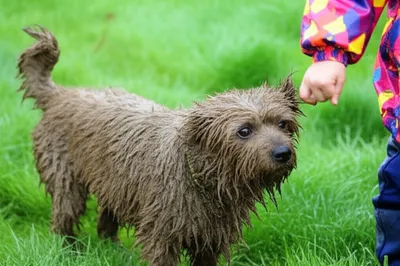 Illustration bedraggled