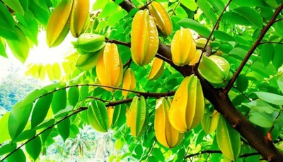 Illustration carambolas