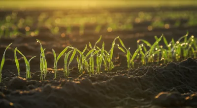 Illustration seed - Image 1