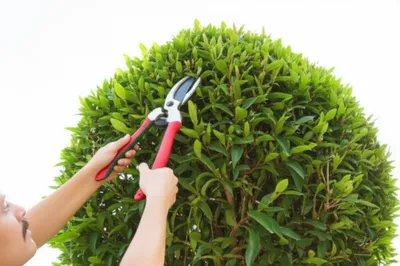 Illustration polling - Image 1