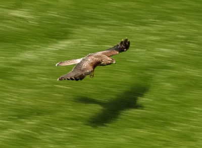 Illustration scouring - Image 1