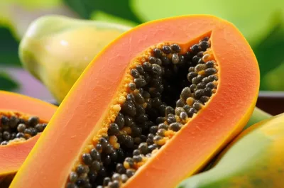 Illustration paps - Image 1