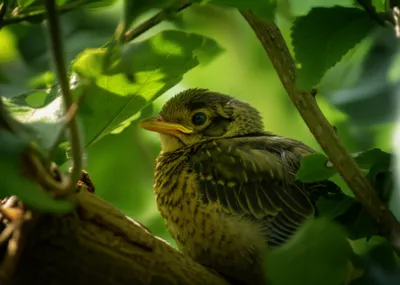 Illustration nestling - Image 1