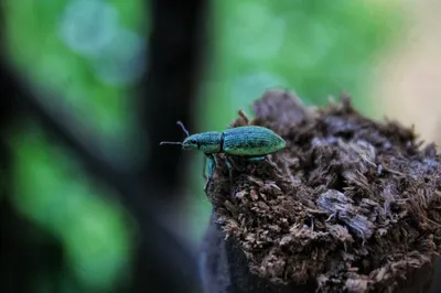 Illustration chitin - Image 2