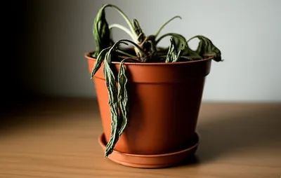 Illustration blah - Image 1