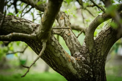 Illustration apples - Image 1