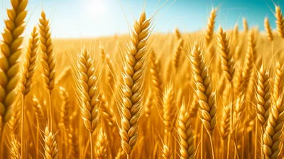 Illustration large - Image 1