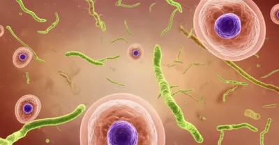 Illustration spirochetes