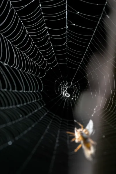 Illustration implicates - Image 1