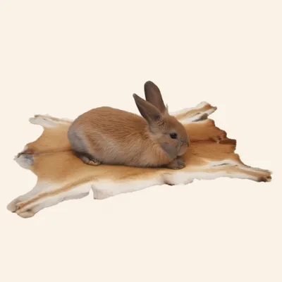 Illustration rack - Image 1