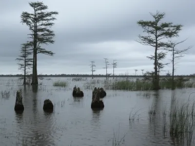 Illustration swampland - Image 1