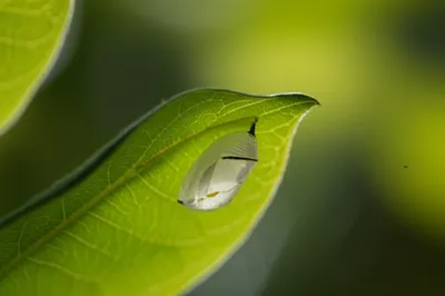 Illustration cocoon - Image 1