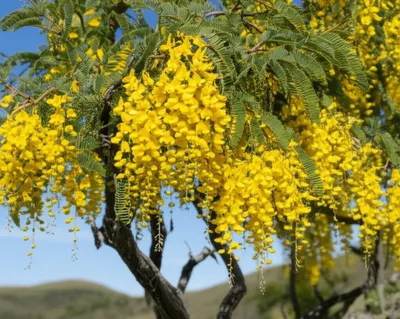 Hình ảnh minh họa kowhai