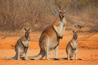 Illustration wallaroos